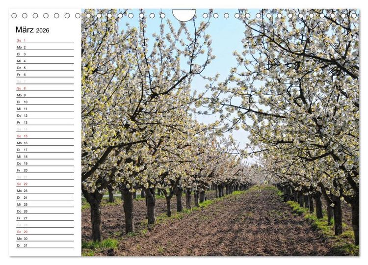 Produktbild: Vier Jahreszeiten im Land Brandenburg (Wandkalender 2026 DIN A4 quer), CALVENDO Monatskalender