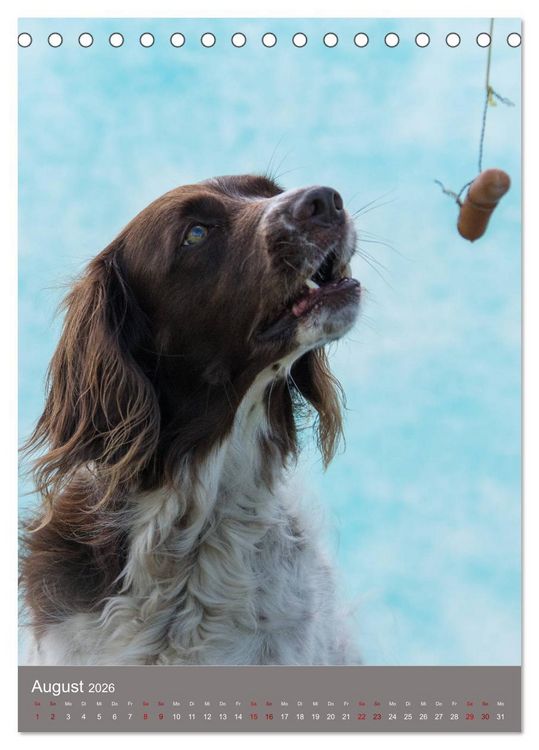 Produktbild: Hundegesichter beim W&uuml;rstchenschnappen (Tischkalender 2026 DIN A5 hoch), CALVENDO Monatskalender