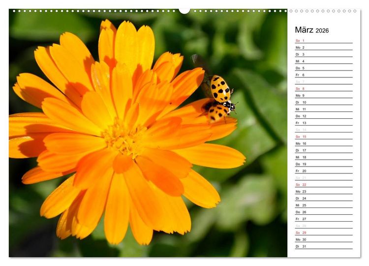 Produktbild: Marienk&auml;fer 2026 (Wandkalender 2026 DIN A2 quer), CALVENDO Monatskalender