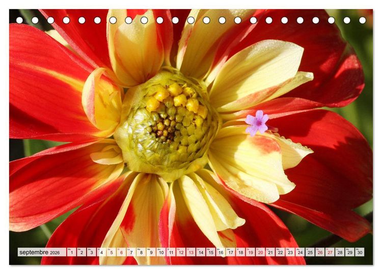 Produktbild: Plaisir des fleurs (Calendrier de bureau 2026 DIN A5 vertical), CALVENDO calendrier mensuel