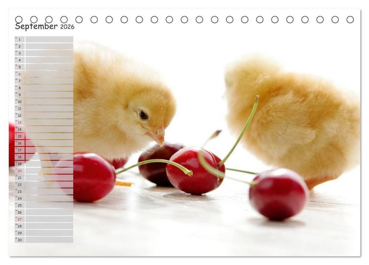 Produktbild: Tierisches aus der K&uuml;ken-Welt (Tischkalender 2026 DIN A5 quer), CALVENDO Monatskalender