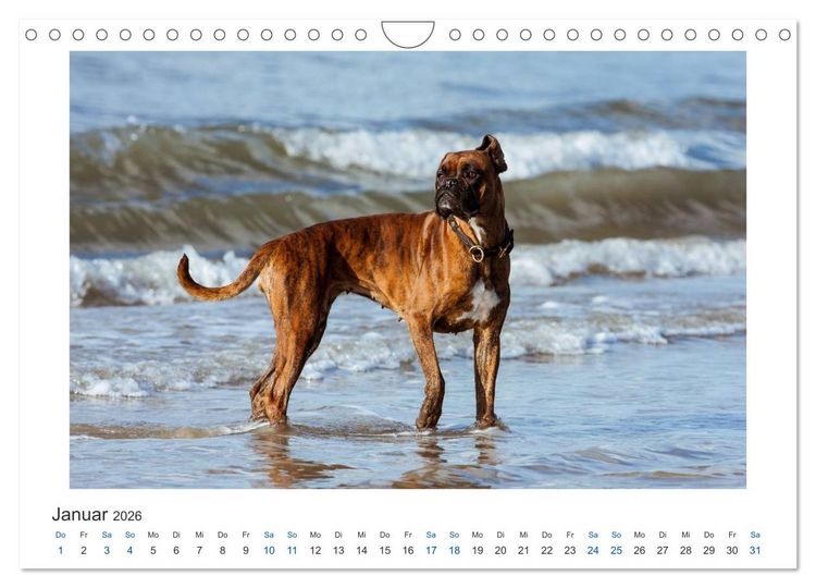 Produktbild: Deutscher Boxer - Boxer im Wasser 2026 (Wandkalender 2026 DIN A4 quer), CALVENDO Monatskalender