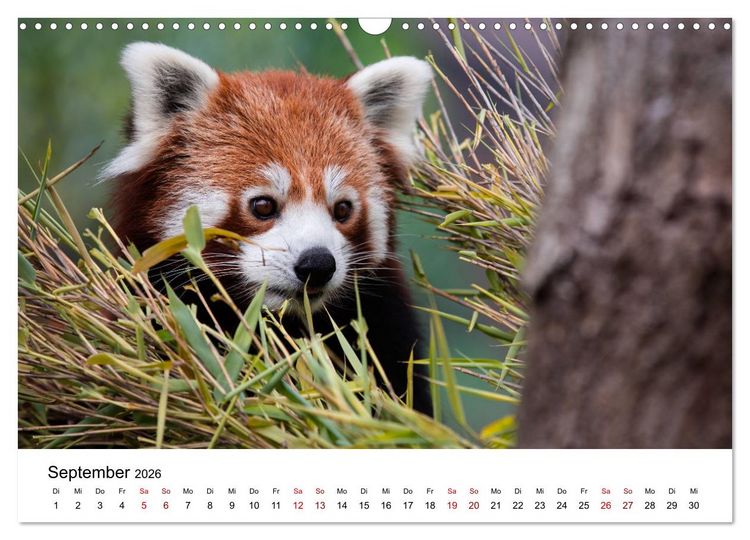 Produktbild: Rote Pandas - geschickte Kletterer (Wandkalender 2026 DIN A3 quer), CALVENDO Monatskalender