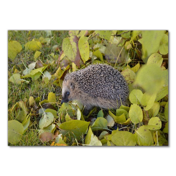 Produktbild: Lais Puzzle Igel 1000 Teile