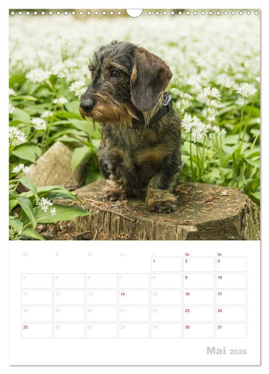 Produktbild: Der Dackel (M)ein treuer Weggef&auml;hrte (Wandkalender 2026 DIN A3 hoch), CALVENDO Monatskalender