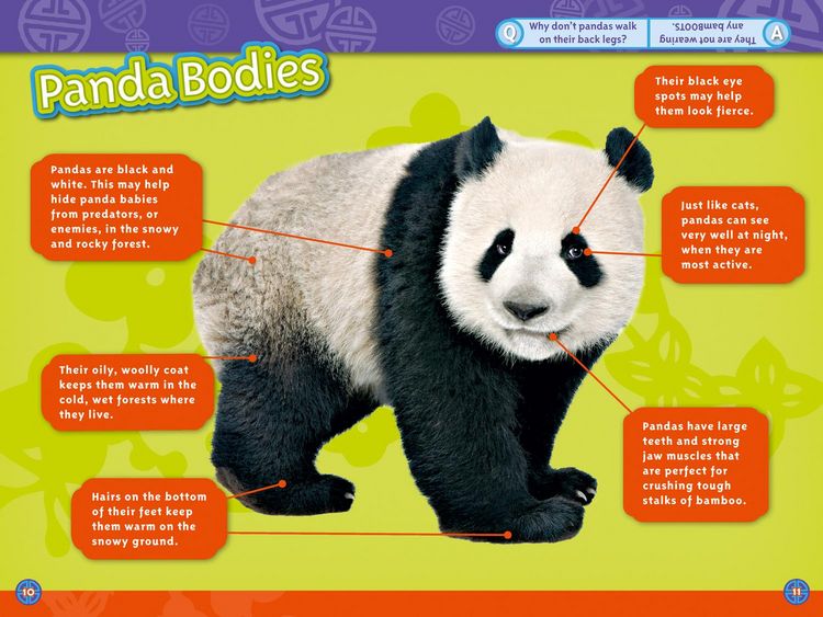 Produktbild: Pandas