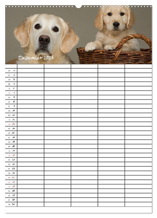 Produktbild: Familienplaner: Golden Retriever Welpen (Wandkalender 2026 DIN A2 hoch), CALVENDO Monatskalender