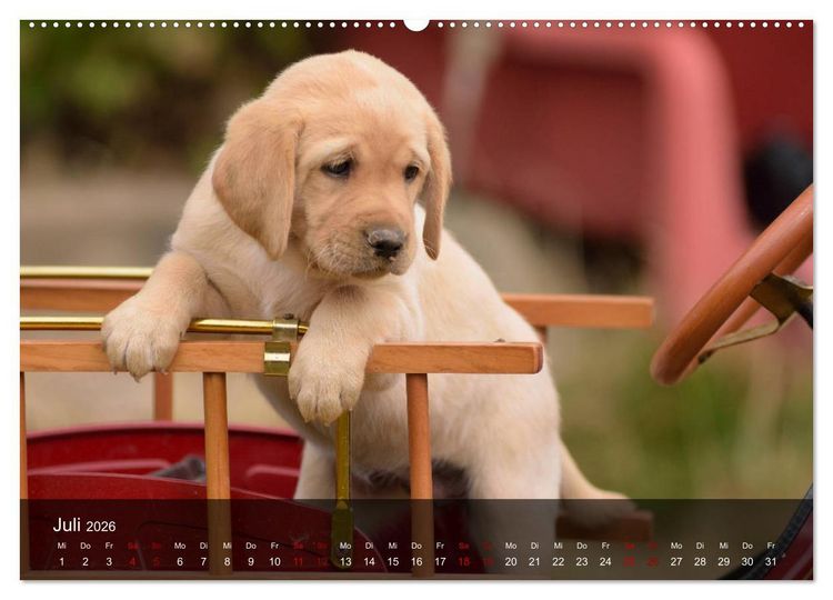 Produktbild: Labrador Retriever Welpen (hochwertiger Premium Wandkalender 2026 DIN A2 quer), Kunstdruck in Hochglanz
