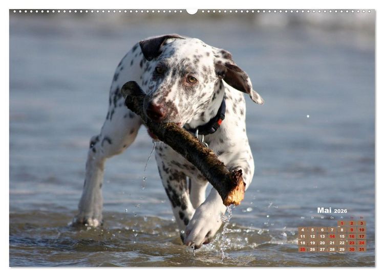 Produktbild: Ein Dalmatiner und ein Beagle - Auf der maritimen Jagd nach dem weltbesten Stock (Wandkalender 2026 DIN A2 quer), CALVENDO Monatskalender