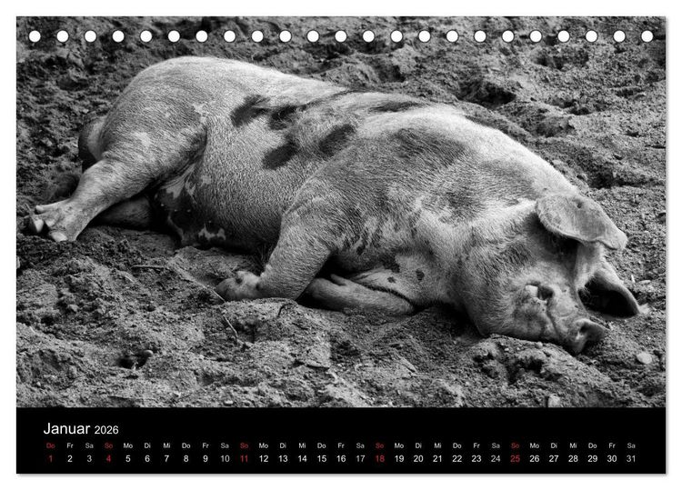 Produktbild: Das Leben der Schweine (Tischkalender 2026 DIN A5 quer), CALVENDO Monatskalender
