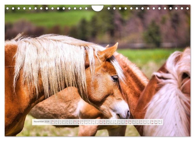 Produktbild: Haflinger im Th&uuml;ringer Wald (Wandkalender 2026 DIN A4 quer), CALVENDO Monatskalender