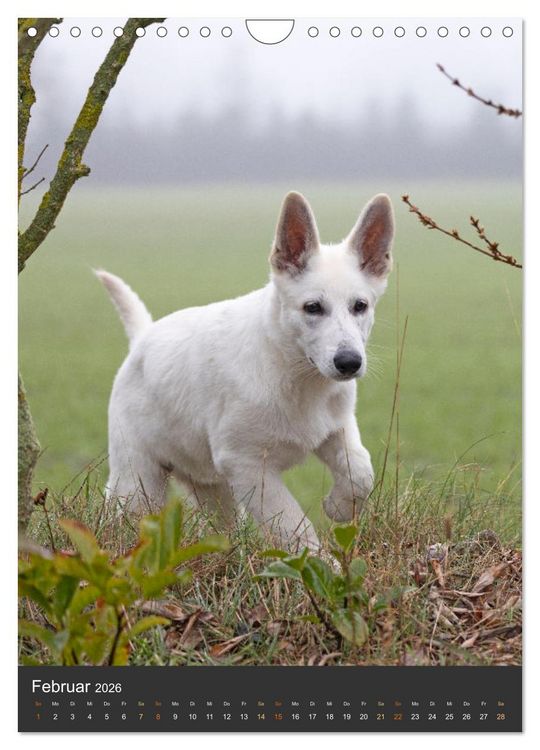 Produktbild: Berger Blanc Suisse - Freunde auf 4 Pfoten (Wandkalender 2026 DIN A4 hoch), CALVENDO Monatskalender