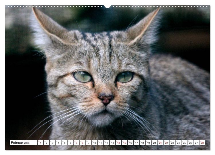 Produktbild: Wildkatzen - Die lautlosen J&auml;ger des Waldes (Wandkalender 2026 DIN A2 quer), CALVENDO Monatskalender