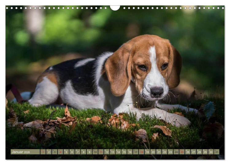 Produktbild: Beaglebabys auf Entdeckungstour (Wandkalender 2026 DIN A3 quer), CALVENDO Monatskalender