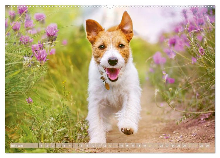 Produktbild: Jack Russell Terrier : vif et joueur (Calendrier mural 2026 DIN A2 vertical) calendrier de bureau
