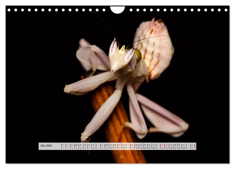 Produktbild: Die Orchideen Gottesanbeterin (Wandkalender 2026 DIN A4 quer), CALVENDO Monatskalender