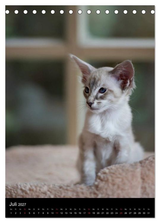 Produktbild: Orientalische Katzen 2027 (Tischkalender 2027 DIN A5 hoch), CALVENDO Monatskalender