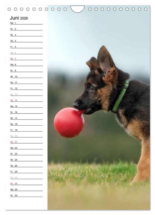 Produktbild: Deutscher Sch&auml;ferhund - unser bester Freund (Wandkalender 2026 DIN A4 hoch), CALVENDO Monatskalender