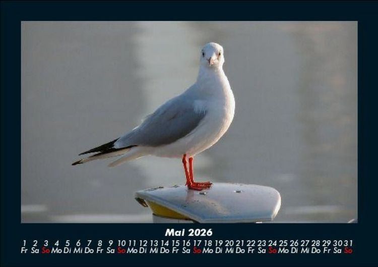 Produktbild: Vogelparadies 2026 Fotokalender DIN A5