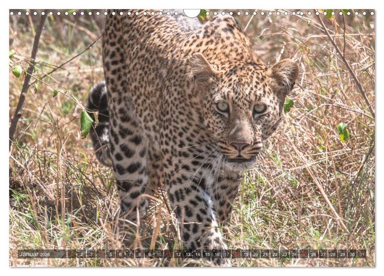 Produktbild: Leoparden - Geheimnisvolle J&auml;ger (Wandkalender 2026 DIN A3 quer), CALVENDO Monatskalender