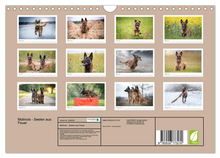 Produktbild: Malinois - Seelen aus Feuer (Wandkalender 2027 DIN A4 quer), CALVENDO Monatskalender