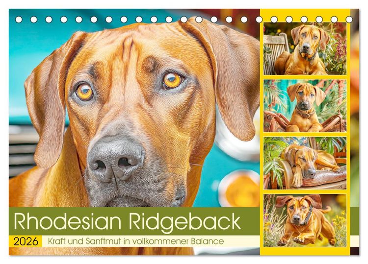Produktbild: Rhodesian Ridgeback. Kraft und Sanftmut in vollkommener Balance (Tischkalender 2026 DIN A5 quer), CALVENDO Monatskalender