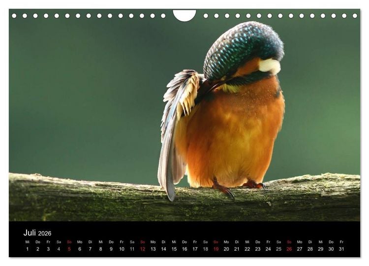Produktbild: IM LAND DER EISV&Ouml;GEL (Wandkalender 2026 DIN A4 quer), CALVENDO Monatskalender