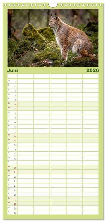 Produktbild: Familienplaner 2026 - Der Luchs - Begegnungen mit einer Raubkatze mit 5 Spalten (Wandkalender, 21 x 45 cm) CALVENDO