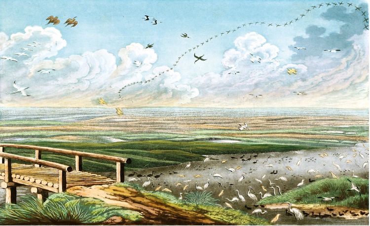 Produktbild: Johann Friedrich Naumann &ndash; Die V&ouml;gel Mitteleuropas