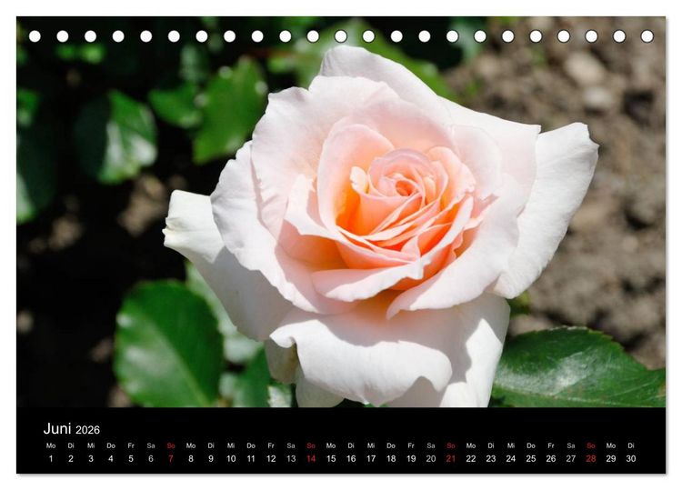 Produktbild: Baden bei Wien - Rosarium (Tischkalender 2026 DIN A5 quer), CALVENDO Monatskalender