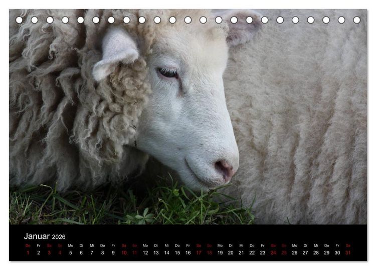 Produktbild: Eulhof (Tischkalender 2026 DIN A5 quer), CALVENDO Monatskalender
