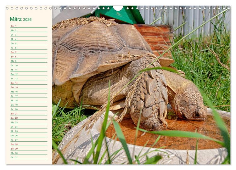 Produktbild: Meine Schildkr&ouml;ten - Geburtstagskalender (Wandkalender 2026 DIN A3 quer), CALVENDO Monatskalender