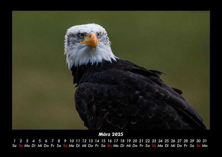 Produktbild: Adler 2025 Fotokalender DIN A3