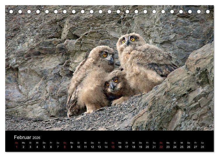 Produktbild: Uhu - K&ouml;nig der Nacht (Tischkalender 2026 DIN A5 quer), CALVENDO Monatskalender