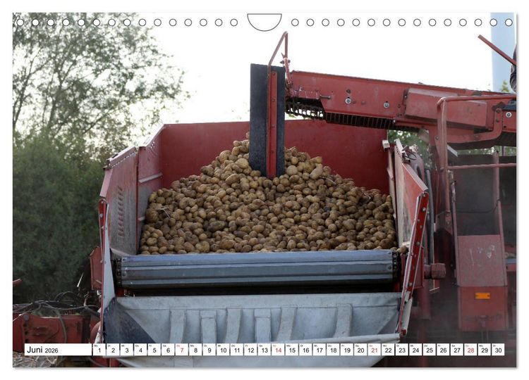 Produktbild: Kartoffel-Ernte - hautnah erleben (Wandkalender 2026 DIN A4 quer), CALVENDO Monatskalender