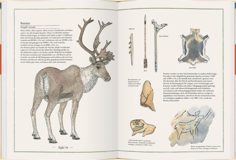 Produktbild: Mammut, Urmensch, H&ouml;hlenb&auml;r