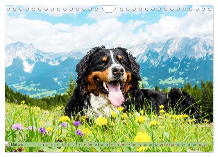 Produktbild: Berner Sennenhunde - Mit jedem Blick ein St&uuml;ck Geborgenheit (Wandkalender 2026 DIN A4 quer), CALVENDO Monatskalender