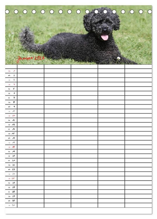 Produktbild: Der Pudel-Familienplaner (Tischkalender 2026 DIN A5 hoch), CALVENDO Monatskalender
