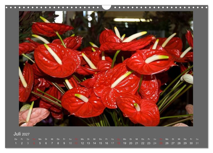 Produktbild: Madeiras Blumenwelt (Wandkalender 2027 DIN A3 quer), CALVENDO Monatskalender