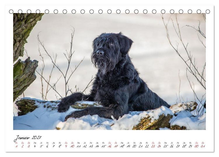 Produktbild: Riesenschnauzer - Herz auf vier Pfoten (Tischkalender 2027 DIN A5 quer), CALVENDO Monatskalender