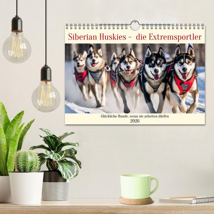 Produktbild: Siberian Huskies - die Extremsportler (Wandkalender 2026 DIN A4 quer), CALVENDO Monatskalender