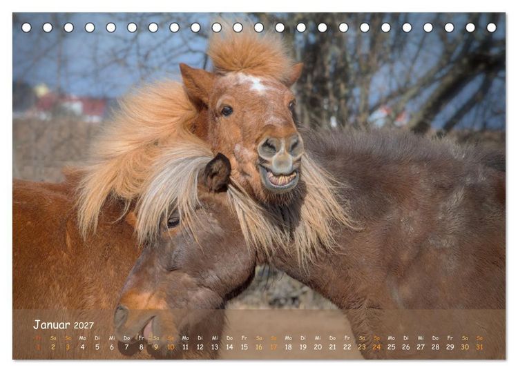 Produktbild: Verspielte Islandpferde Kopf an Kopf (Tischkalender 2027 DIN A5 quer), CALVENDO Monatskalender