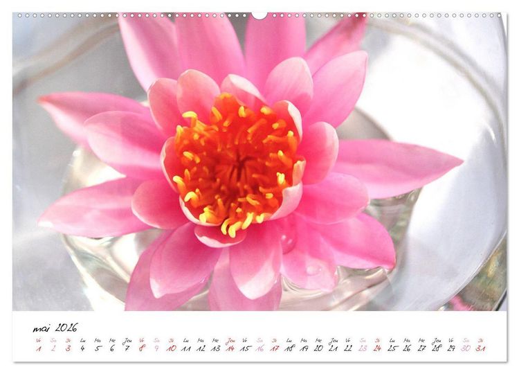 Produktbild: N&eacute;nuphars enchanteurs (Calendrier mural 2026 DIN A2 vertical), CALVENDO calendrier mensuel