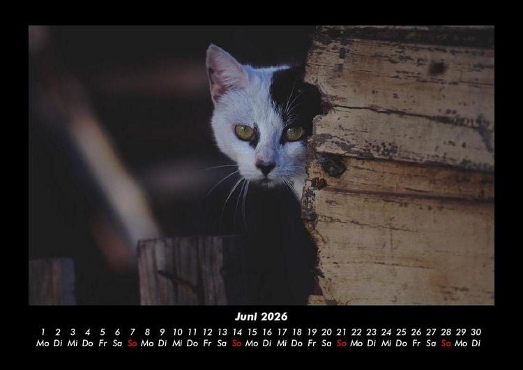 Produktbild: F&uuml;r Katzenfreunde 2026 Fotokalender DIN A3