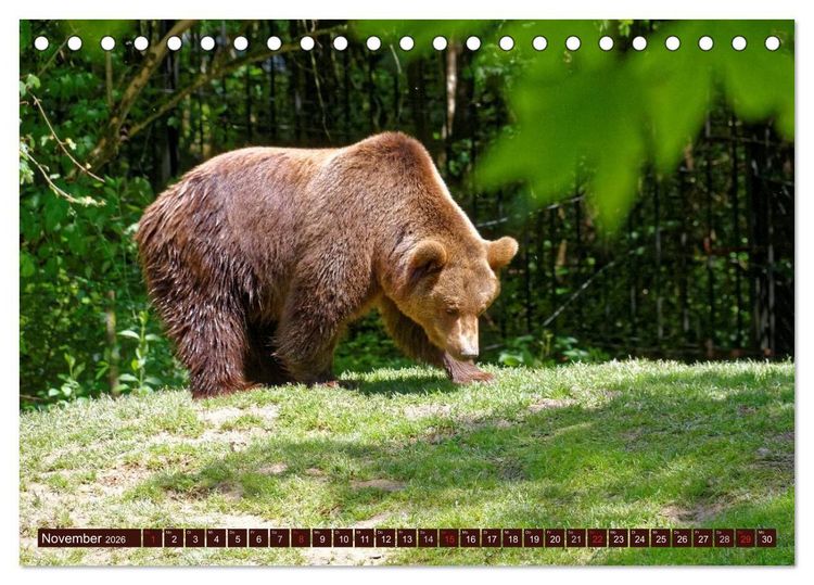 Produktbild: B&auml;ren. Unterwegs mit Meister Petz (Tischkalender 2026 DIN A5 quer), CALVENDO Monatskalender