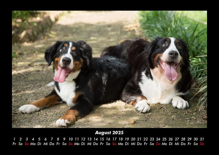 Produktbild: Hundezauber 2025 Fotokalender DIN A3