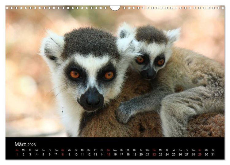 Produktbild: Abenteuer Madagaskar (Wandkalender 2026 DIN A3 quer), CALVENDO Monatskalender