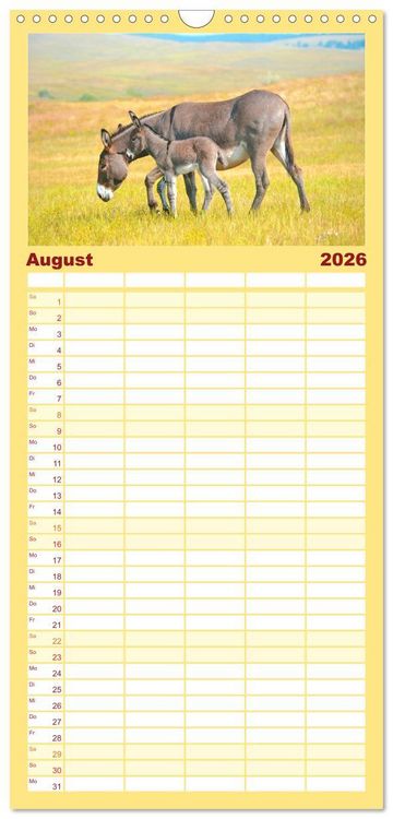 Produktbild: Familienplaner 2026 - Esel - h&uuml;bsch, klug und flei&szlig;ig mit 5 Spalten (Wandkalender, 21 x 45 cm) CALVENDO