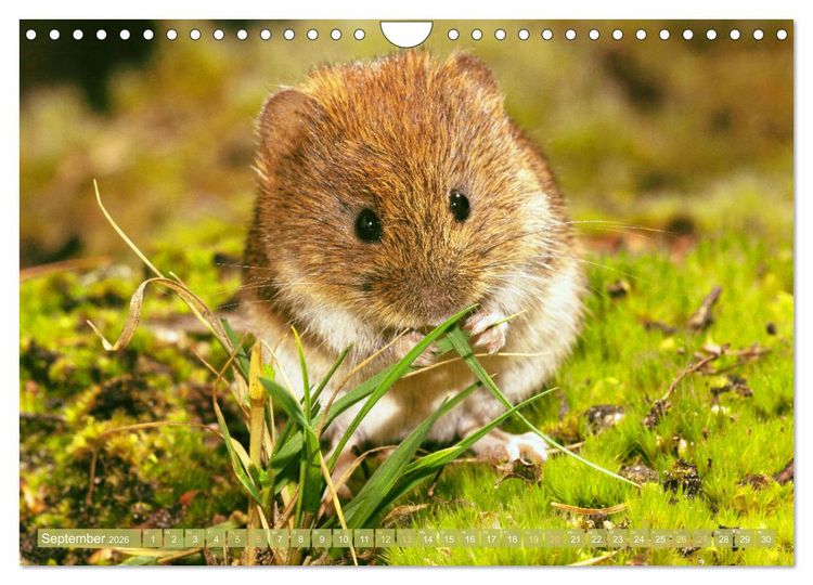 Produktbild: Zauberhafte M&auml;use: Von wegen nur Grau (Wandkalender 2026 DIN A4 quer), CALVENDO Monatskalender