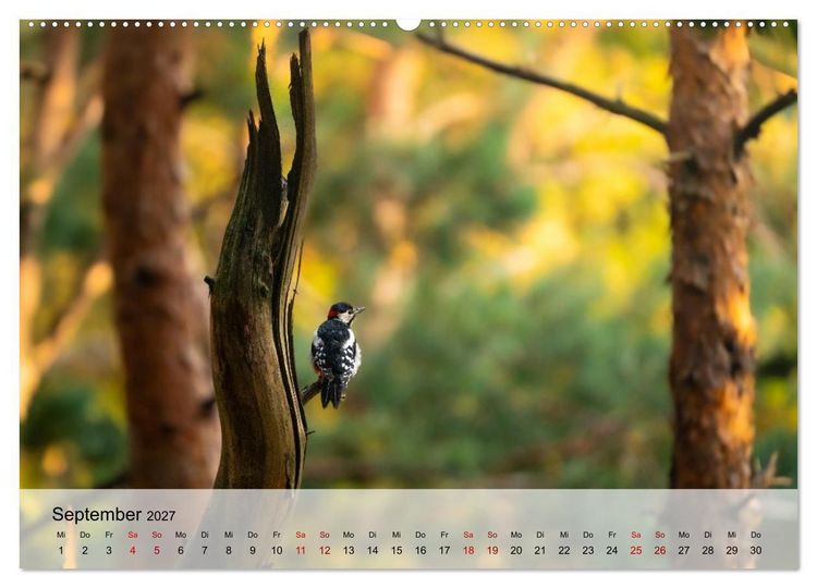 Produktbild: Magische Tiermomente (hochwertiger Premium Wandkalender 2027 DIN A2 quer), Kunstdruck in Hochglanz